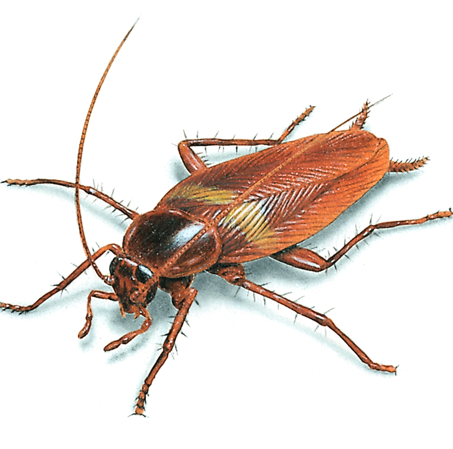 Cockroach Removal - Calgary Exterminator Services