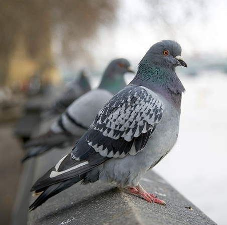 Pigeon Removal - Calgary Exterminator Services - Peregrine