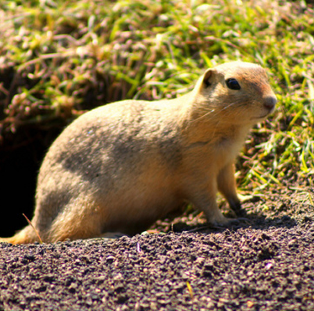 Calgary Gopher Pest Control & Exterminator Services