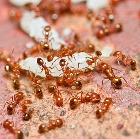 Ant Removal - Calgary Exterminator Services - Peregrine Pest Control