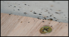 Calgary Bed Bug Pest Control & Exterminator Services bed-bugs-1