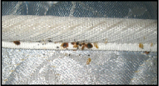 Calgary Bed Bug Pest Control & Exterminator Services bed-bugs-2