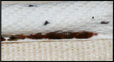 Calgary Bed Bug Pest Control & Exterminator Services bed-bugs-3