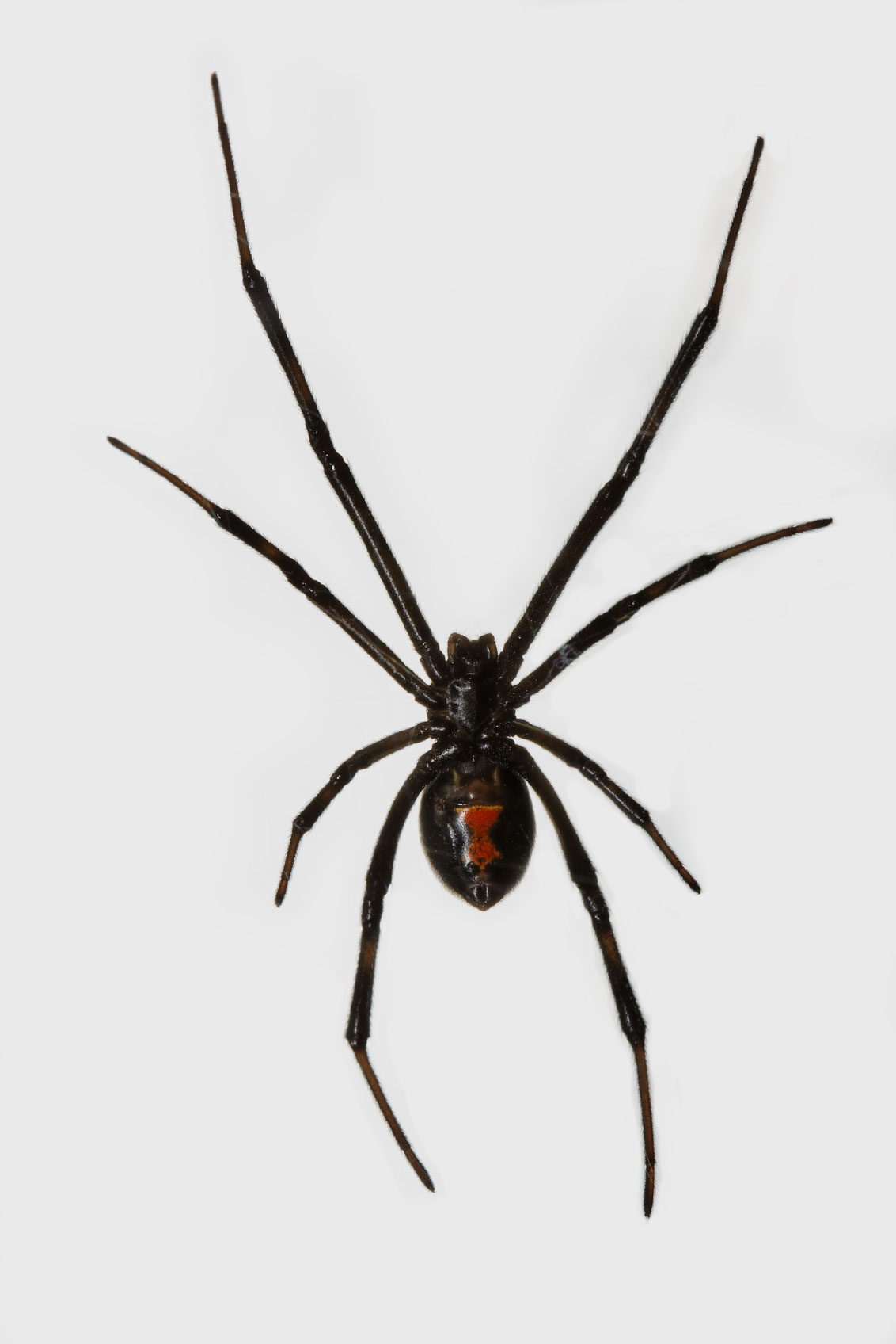 Calgary Spider Pest Control &amp; Exterminator Services