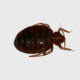 Calgary Bed Bugs Pest Control & Exterminator Services Bed Bug