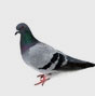 Calgary Pigeon Pest Control & Exterminator Services Pigeon