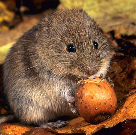 Vole Removal - Calgary Exterminator Services - Peregrine