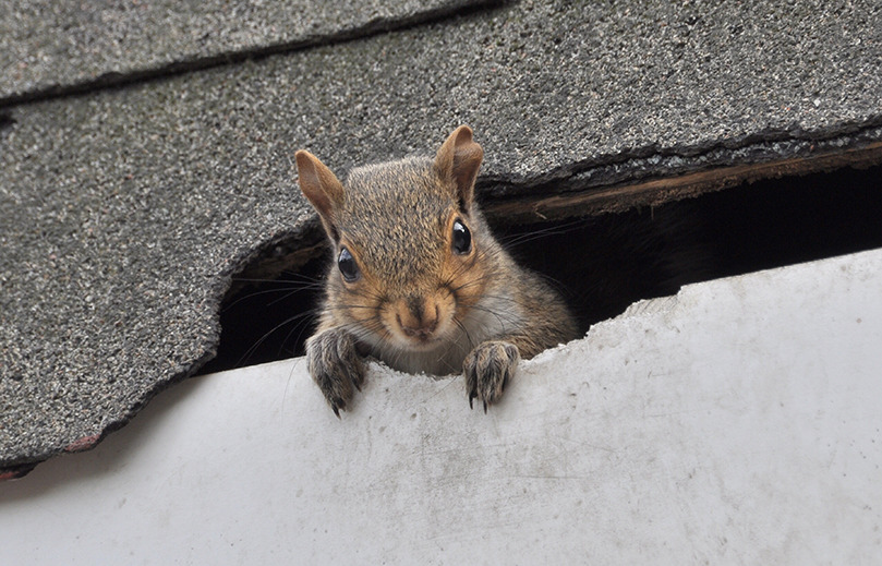 Wildlife Removal