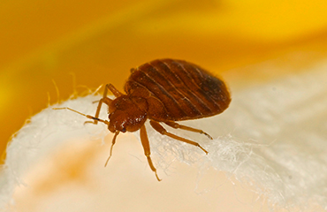 typical bed bug - calgary bed bug removal service