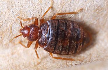adult bedbug - calgary bed bug treatment service