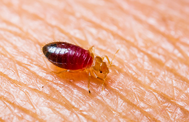 small bedbug - calgary bed bug exterminator service
