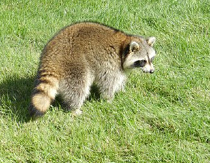 Raccoons