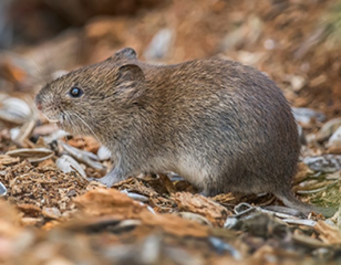 Voles