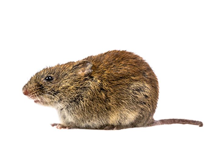 Vole